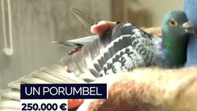 VIDEO Un român din Mehedinți ar fi autorul unui jaf din Belgia. Bărbatul ar fi furat porumbei de milioane